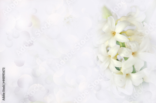Greeting card with Spring white flowers  light gray blurred background and free space for your text