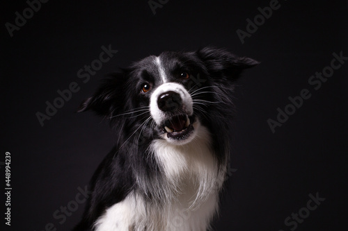 border collie dog black studio portrait © Елена Гоманкова