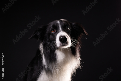 border collie dog black studio portrait © Елена Гоманкова