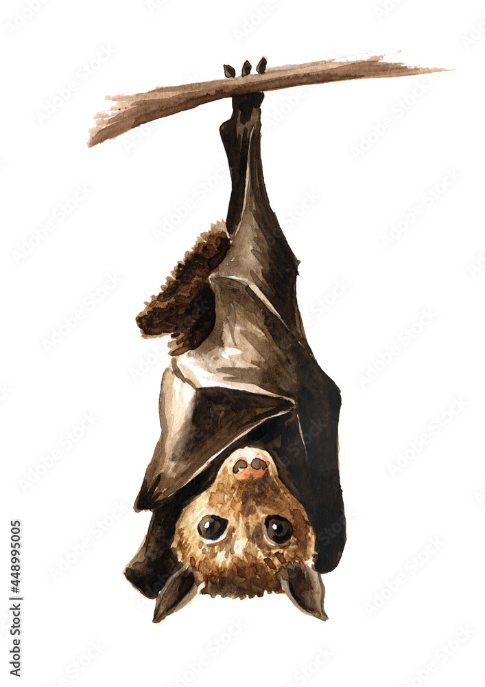 Bat hanging upside down on the branch. Hand drawn watercolor ...