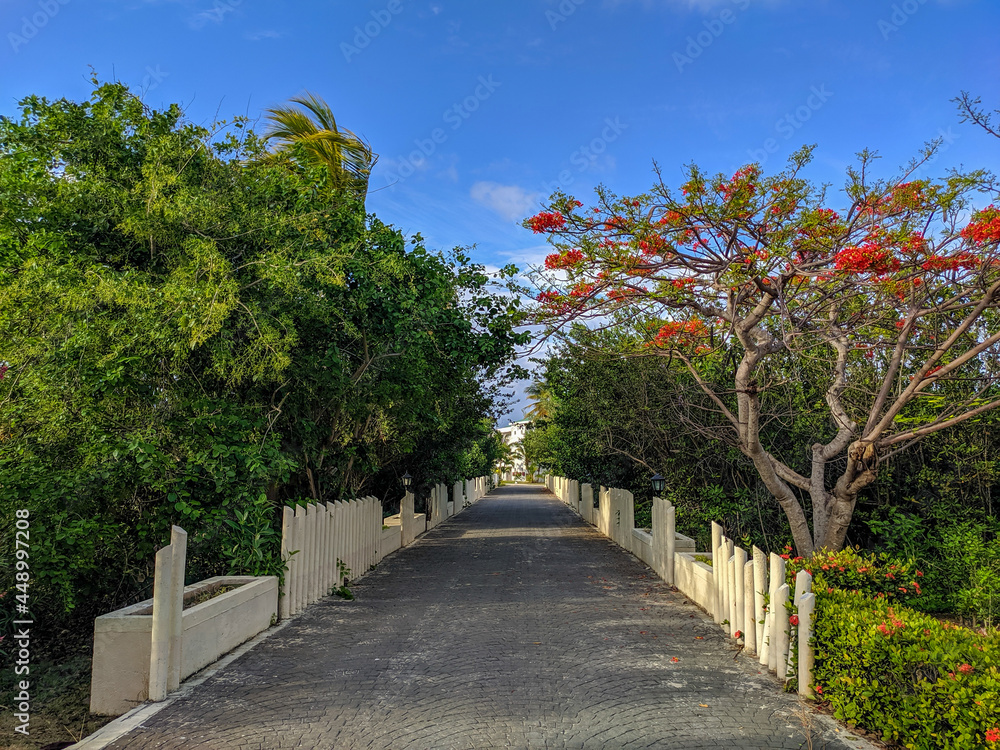 View from a stone bridge surrounded by jungle on the territory of the hotel Tryp Cayo Coco. Tall trees and shrubs with bright red flowers grow around the bridge.