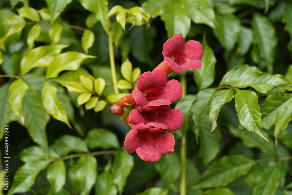 Campsis radicans, the trumpet vine or trumpet creeper is a species of flowering plant in the family Bignoniaceae. Campsis radicans, the trumpet vine or trumpet creeper is a species of flowering plant in the family Bignoniaceae.