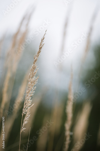 natural background. nature in autumn. panicle or reeds plant. dry grass in autumn.
