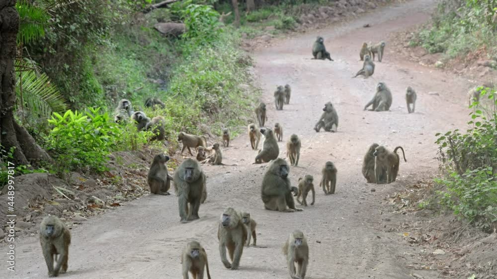 huge troop of olive baboons (Papio anubis) or Anubis baboon walking on ...