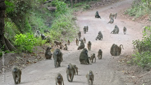 huge troop of olive baboons (Papio anubis) or Anubis baboon walking on a road of, Lake Manyara National Park, Tanzania, Africa