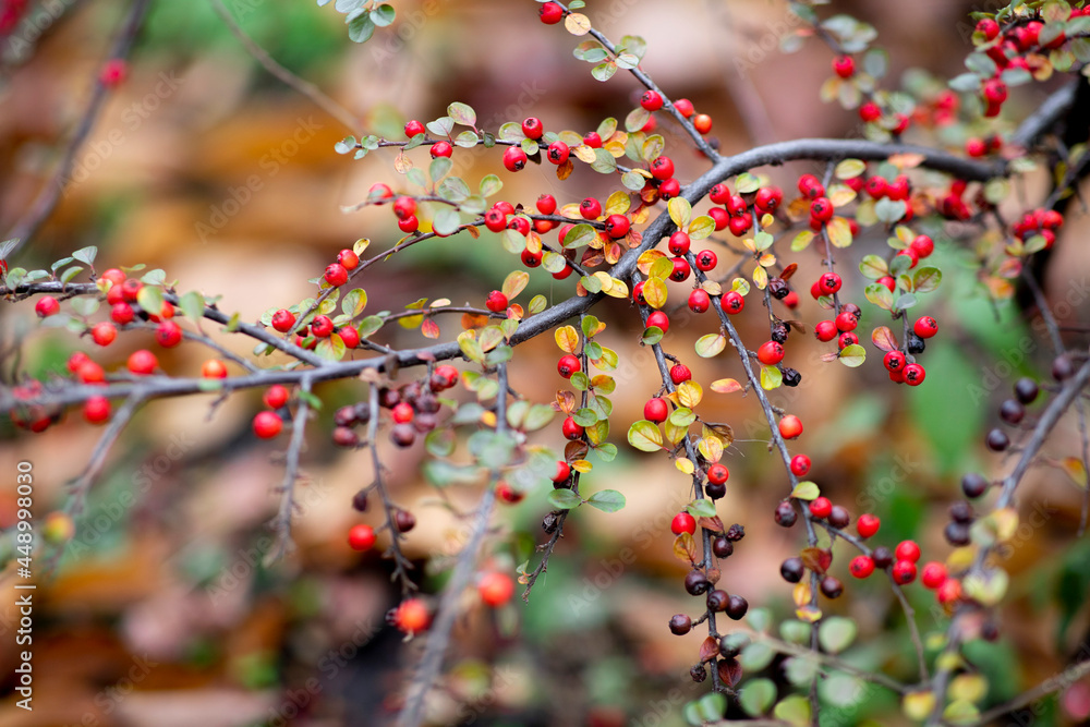 Dammer's cotoneaster. Berries in the autumn forest. Bush of red berries. Dammer's cotoneaster. Berries in the autumn forest. Bush of red berries.