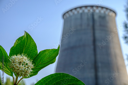 green flower on the background of the CHP chimney