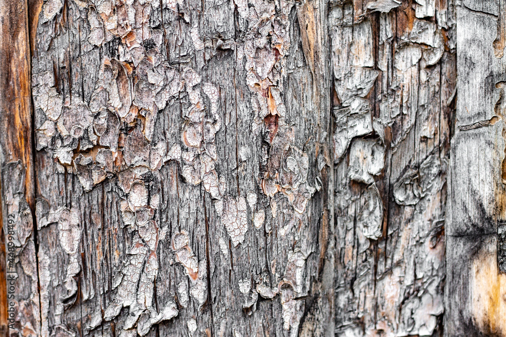 Obraz premium fresh wooden background with damage on the bark of an aged tree