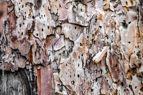 tree bark with traces of bark beetles that destroy the tree photo