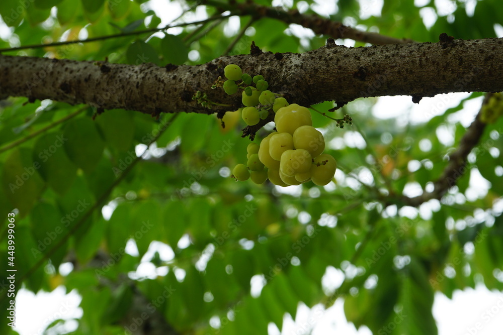 A berry that has a very sour taste. It's called the gooseberry A berry that has a very sour taste. It's called the gooseberry