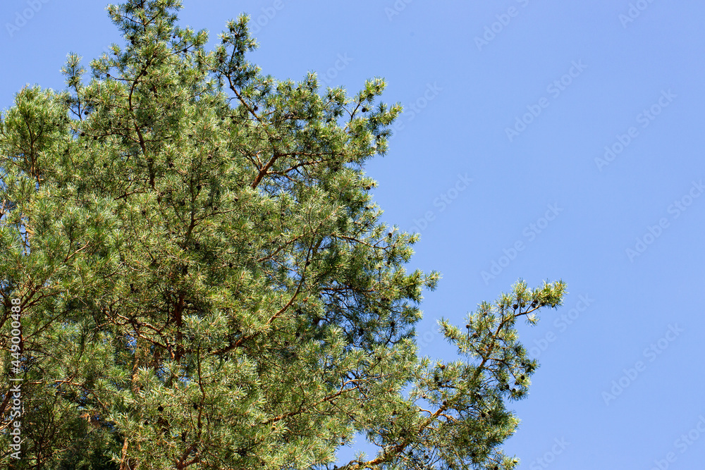 Pine tree against a clear blue sky on a sunny day. Low angle view. The conifer is lit by sunlight.