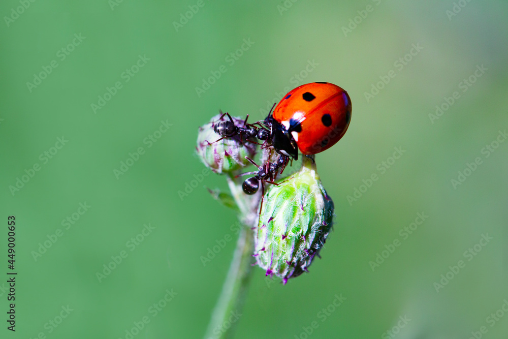 Fototapeta premium Ladybug and ants on a green blade. Two ants banish a ladybug.