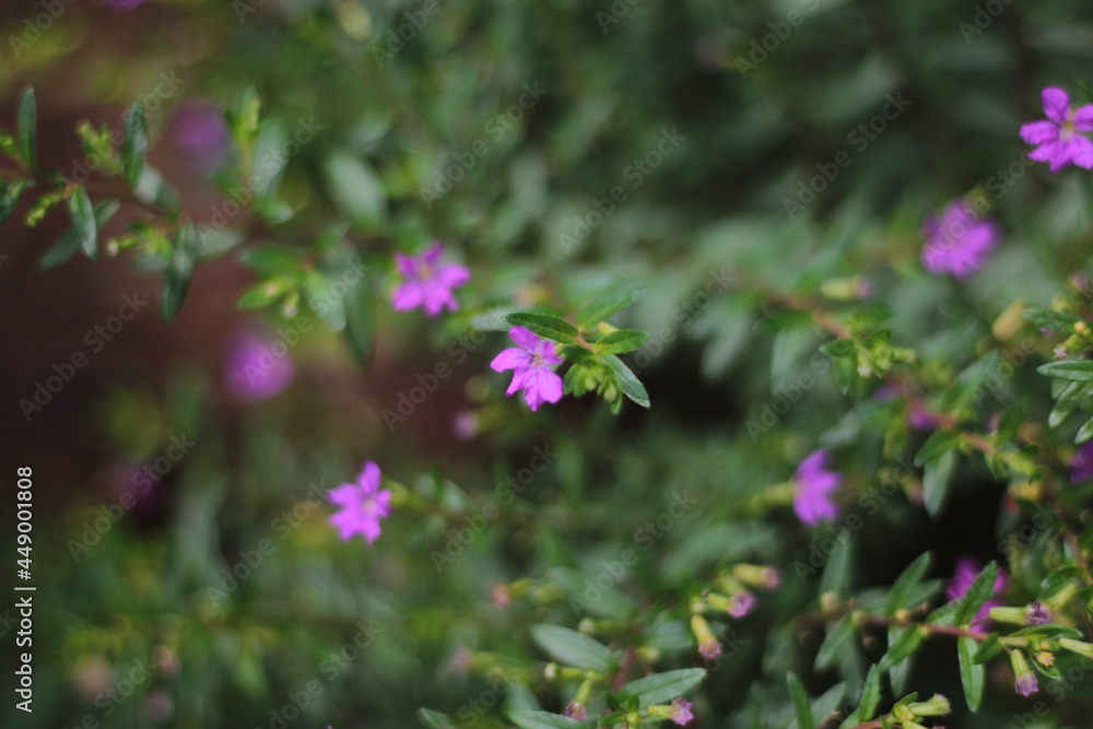 Pink flowers in the garden