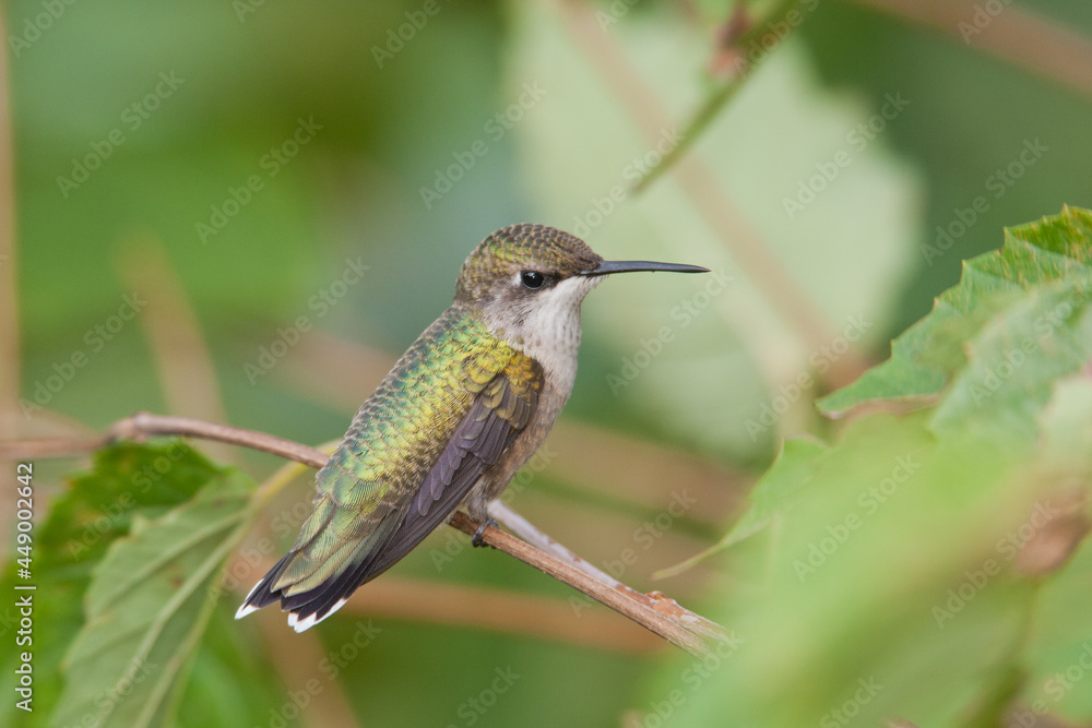 Fototapeta premium Ruby-throated Hummingbird taken in southern MN