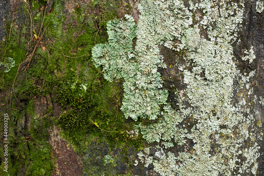Tree bark textured background. Copy space to add text Tree bark textured background. Copy space to add text