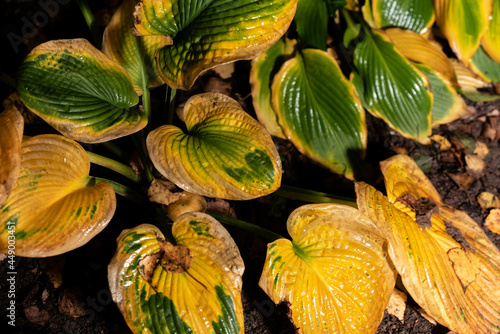 Drying leaf of funkaa hosta, garden plants in the fall. Yellow leaves and structure visible on the surface. photo