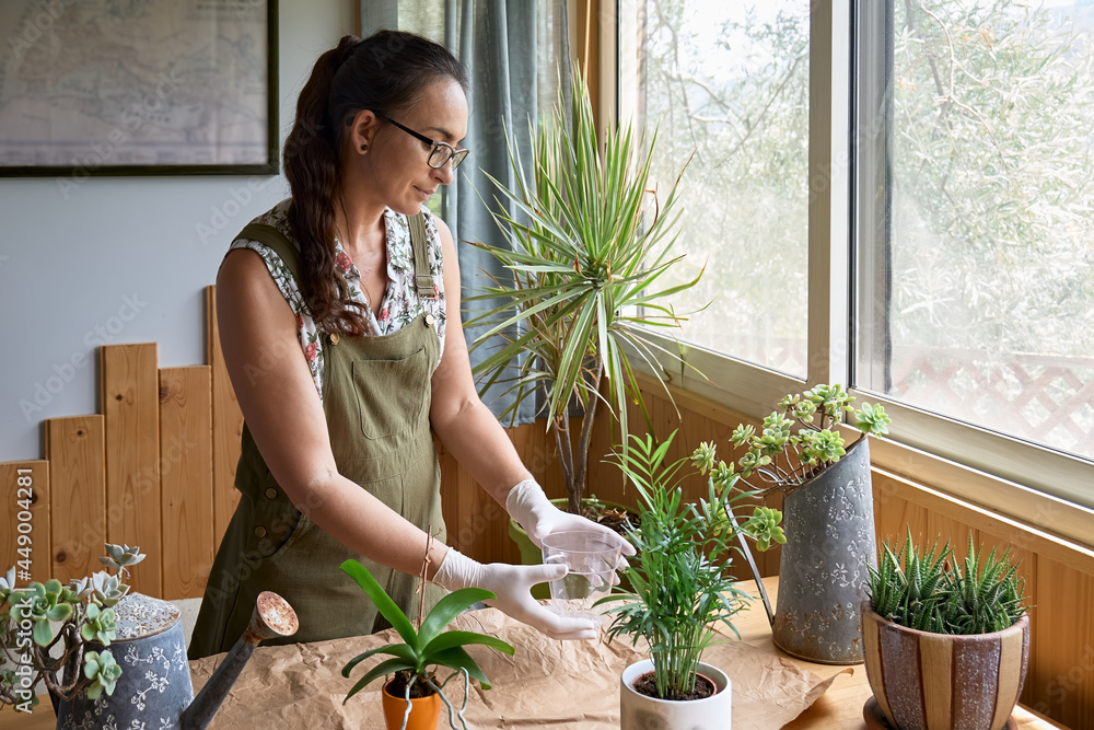 Woman transplanting orchid into another pot on the table, taking care of plants and home flowers. Home gardening. Woman transplanting orchid into another pot on the table, taking care of plants and home flowers. Home gardening.