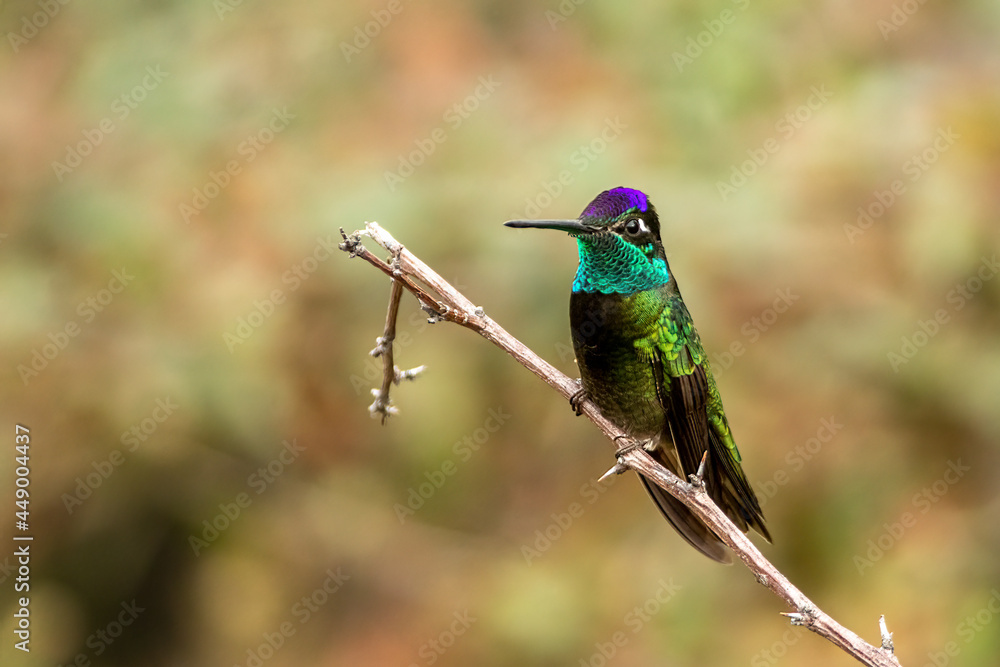 Rivoli's Hummingbird taken in SE Arizona Rivoli's Hummingbird taken in SE Arizona