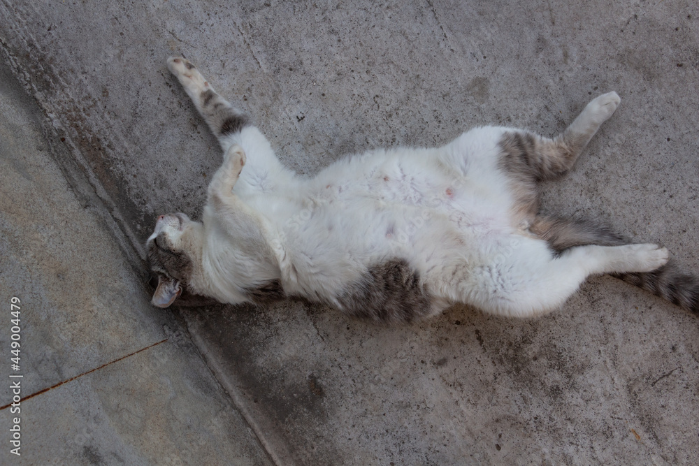 Fototapeta premium pregnant gray-white country cat resting in the yard with its belly up