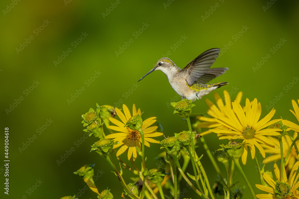 Obraz premium Ruby-throated Hummingbird female taken in southern MN