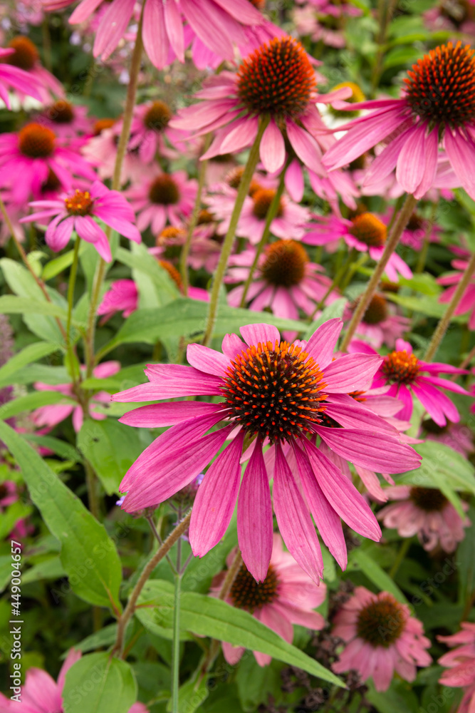 Obraz premium Tennessee purple coneflower flower in the Tête de d'Or park in Lyon France