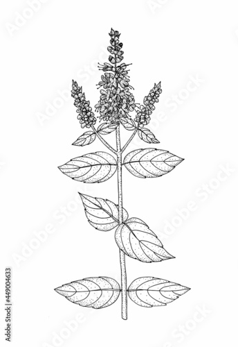 Mint flower. Hand drawn black outline vector illustration.
