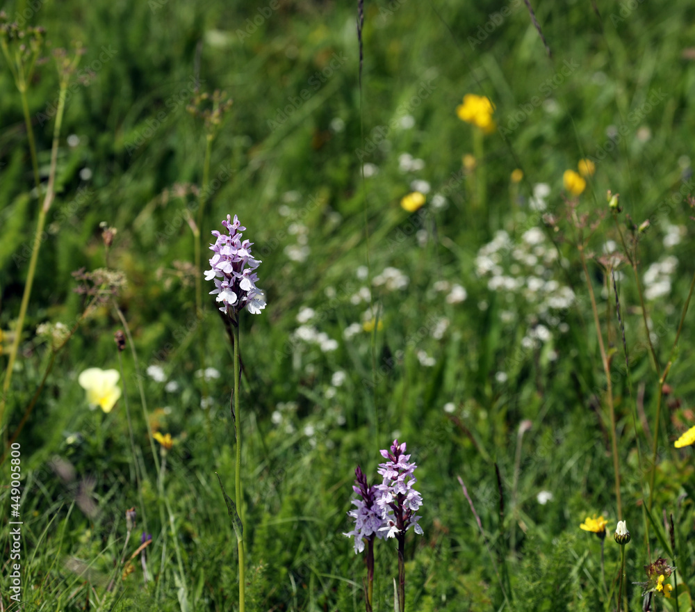 Wild orchid in a meadow Wild orchid in a meadow