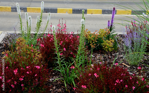 perennial flower bed with a predominance of purple in the garden and parks with bulbs photo