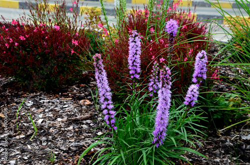 perennial flower bed with a predominance of purple in the garden and parks with bulbs photo