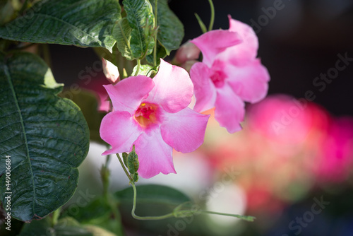 Rosa Blüten im Garten photo