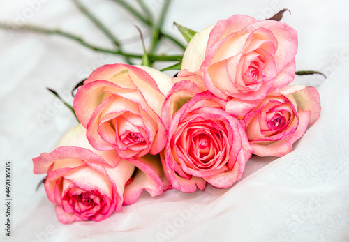 The branch of pink roses on white fabric background 