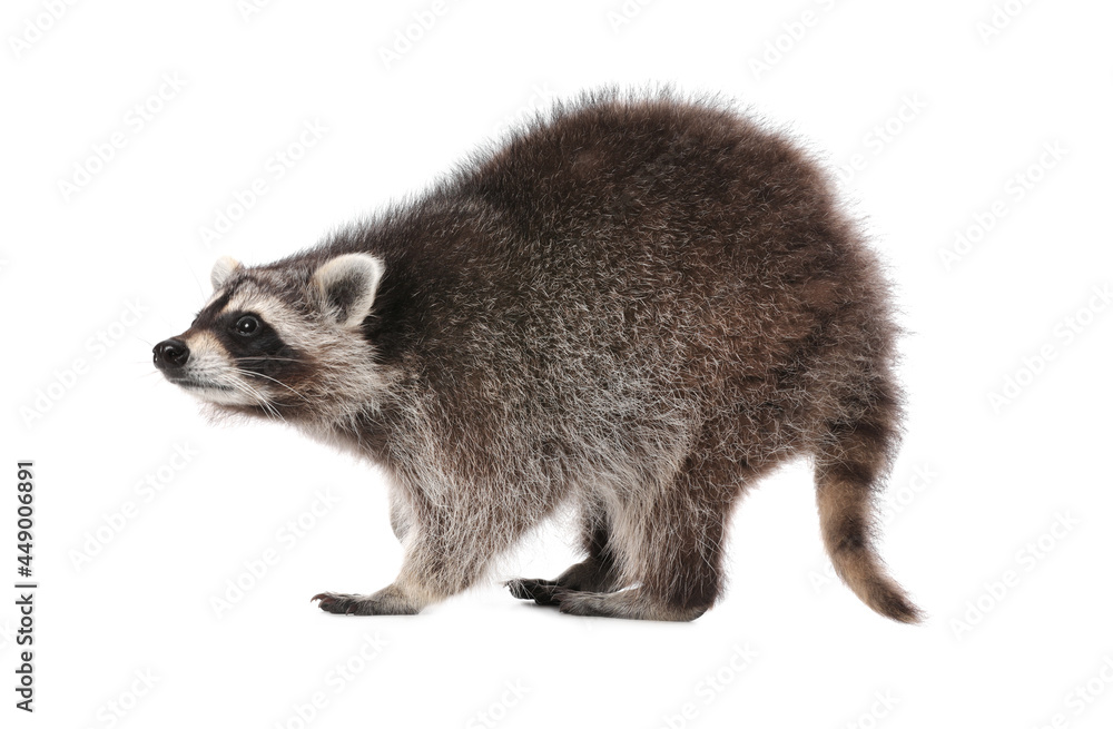 Fototapeta premium Cute funny common raccoon isolated on white