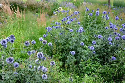 Echinops ritro is a tall bushy perennial Whitethorn grows to a height of about 80 cm. gray-green prickly leaves. It draws in the winter and bounces again in the spring. blooms purple-blue spherical photo