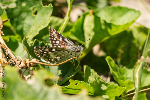Common Checkered Skipper Butterfly on Leaf