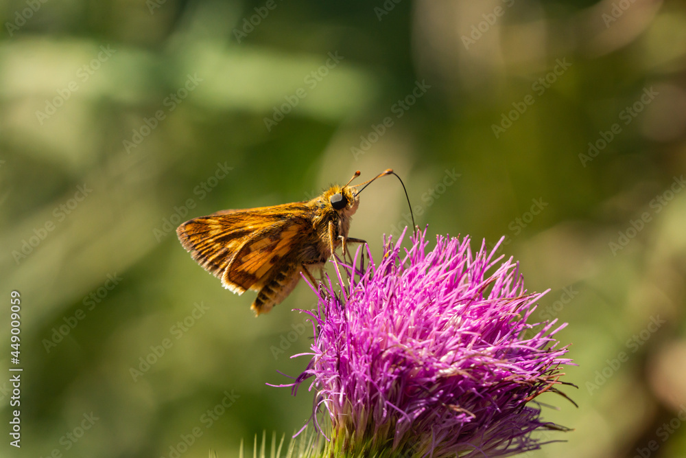 Peck's Skipper Feeding on Bull Thistle Flowers Peck's Skipper Feeding on Bull Thistle Flowers