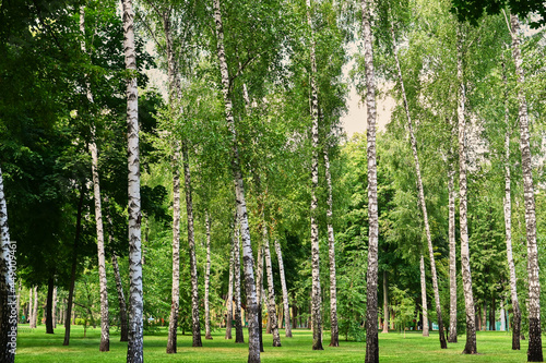 Birch trees on the green grass. Landscape with a pure bright mood in green tonality.