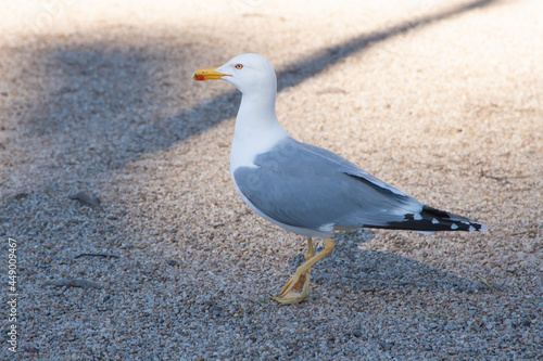 Giant seagull is sitting on the sand beach