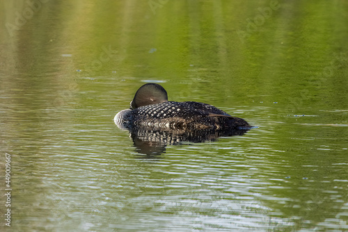 Common Loon adult sleeping taken in central MN © Stan