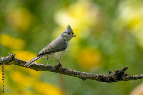 Tufted Titmouse taken in southern MN