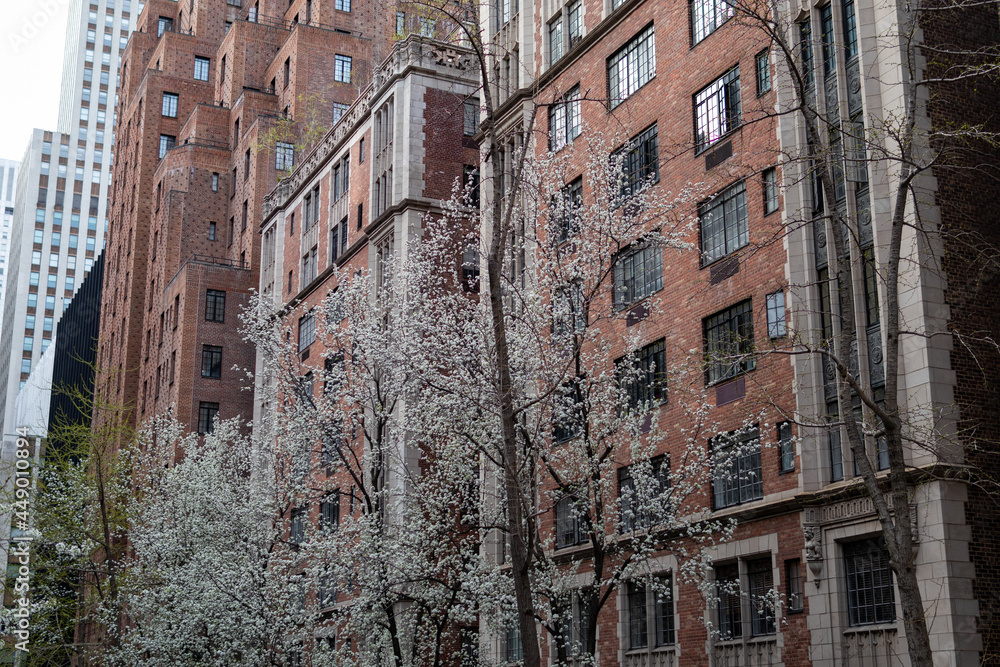 Row of Old Residential Buildings and White Flowering Trees in Murray Hill during the Spring in New York City