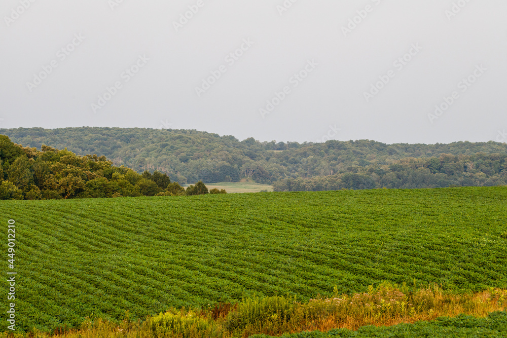 Landscape image of a Soybean (Glycine max) field with a waterway in the foreground and wooded hills in the background during summer. 
