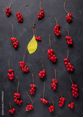 Schisandra chinensis or five-flavor berry. Fresh red ripe berries on black background. Top view photo