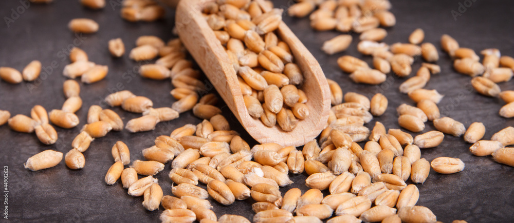 Rye or wheat grains on scoop, harvest concept Rye or wheat grains on scoop, harvest concept