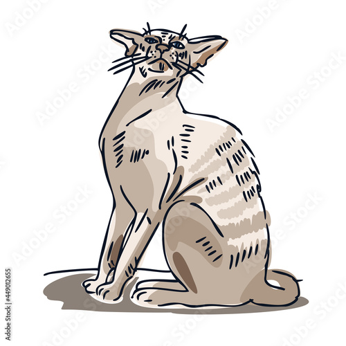 Oriental shorthair cat. Domestic cat. Vector line sketch of a cat