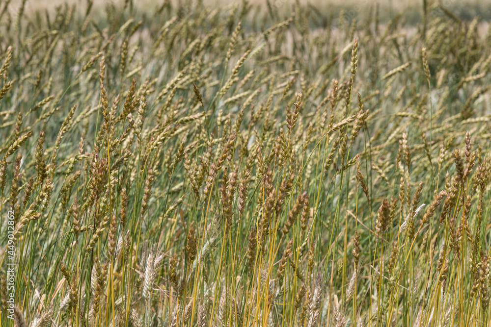 Wheat straws in selective focus Wheat straws in selective focus