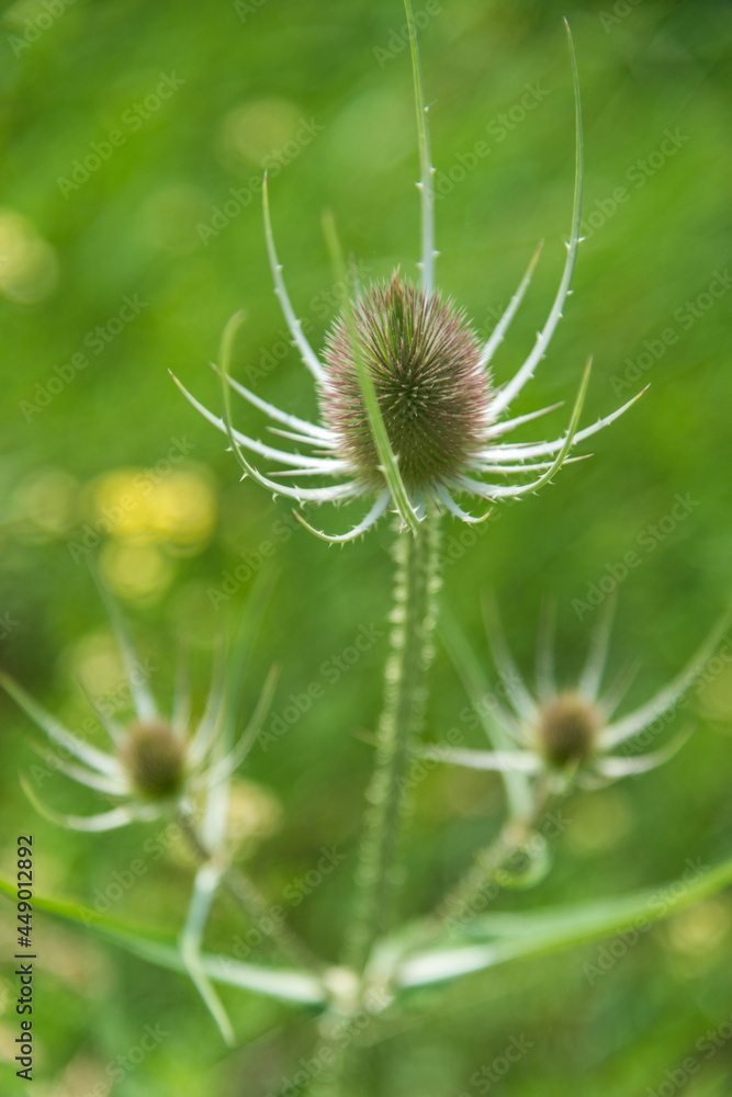 Three thistles in selective focus Three thistles in selective focus