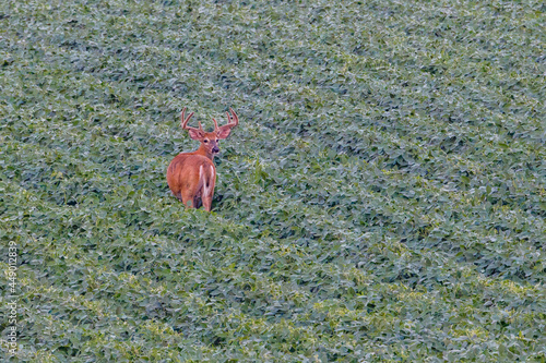 Trophy white-tailed buck (Odocoileus virginianus) with velvet antlers during summer feeding in a soybean (Glycine max) field. Selective focus, background blur and foreground blur. 