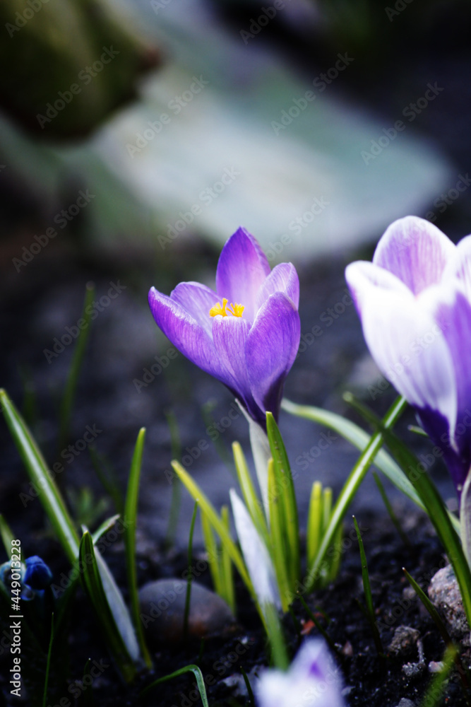 Early spring flower crocus on dark background Early spring flower crocus on dark background