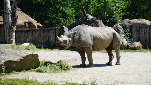 Nashorn