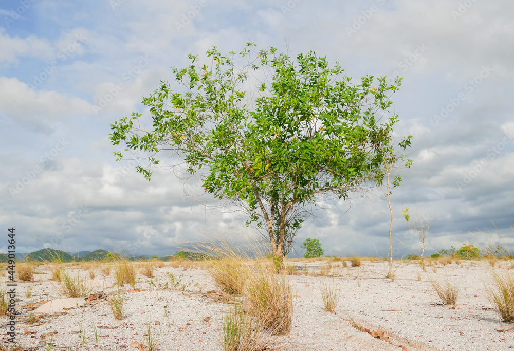 Foto de Eucalyptus trees in nature live in arid areas. Eucalyptus trees